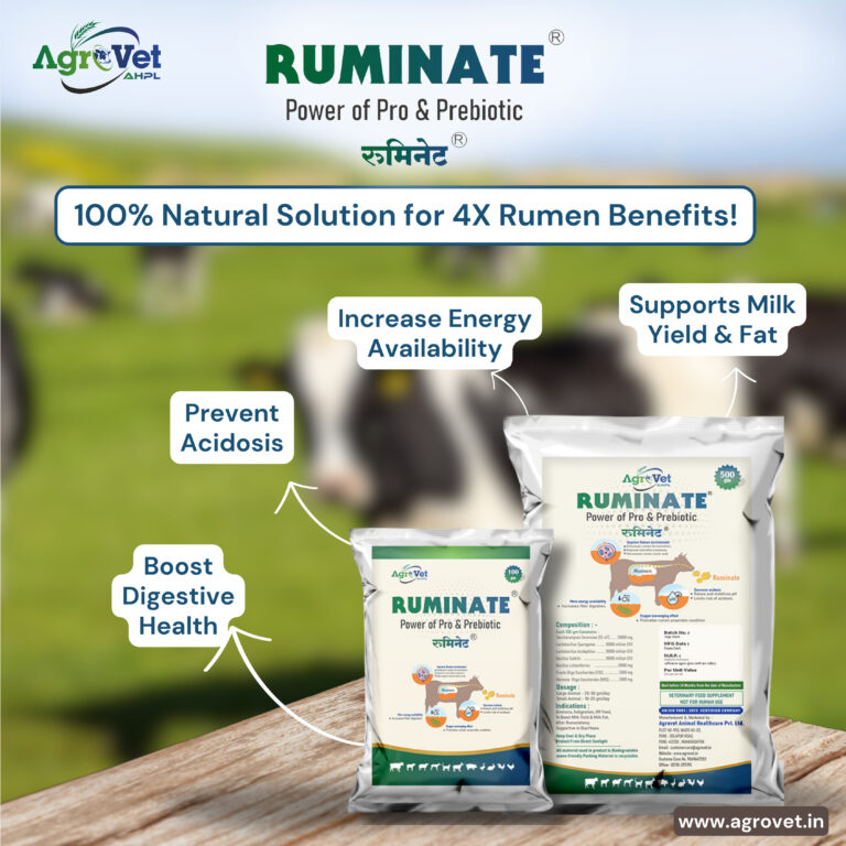 ruminate poster