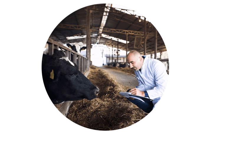 Trusted by Veterinarians